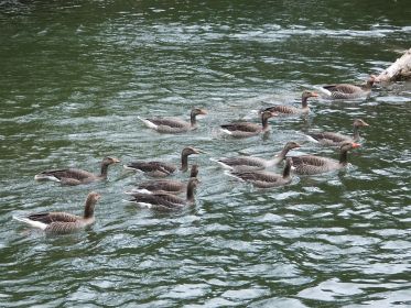 Graugansfamilie mit neun Jungtieren