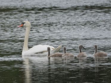 Frau Schwan mit Anhang