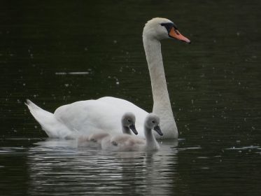 Frau Schwan mit zwei von insgesamt vier Jungtieren