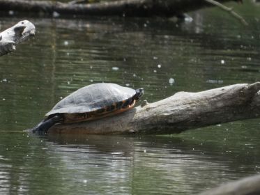 Stamm-Gast Wasserschildkröte
