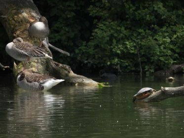 Graugänse und Wasserschildkröte