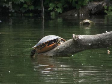 Wasserschildkröte sonnt sich