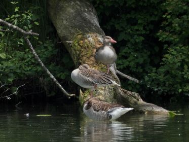 Einbeinig auf Stamm: Graugänse