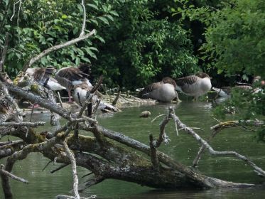 Graugänse im hinteren Bereich des Stausees