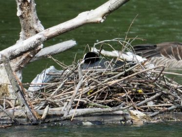 Brütendes Blesshuhn