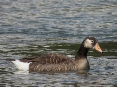 Grau-Kanadagans-Hybride