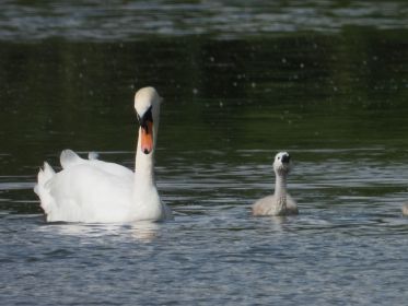 Schwanenmutter und ein Jungschwan