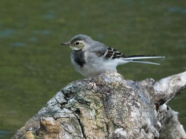 Diesjährige Bachstelze