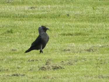 Dohle auf Sportwiese