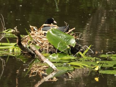 Brütendes Blesshuhn in einem ruhigen Seitenarm des Amperstausees