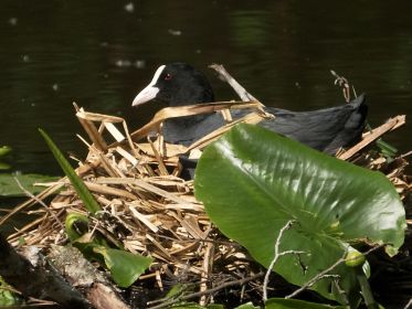 Brütendes Blesshuhn in einem ruhigen Seitenarm des Amperstausees