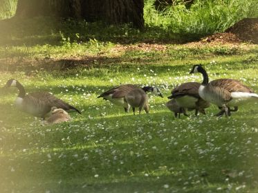 Zwei Kanadagans-Familien im Fischteichgelände