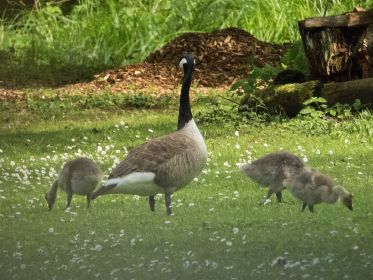 Drei Kanadagans-Gössel sind sichtbar