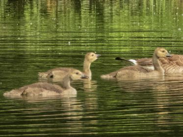 Drei Kanadagans-Gössel im Fischteich