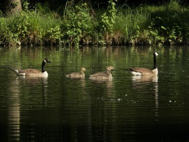 Drei Kanadagans-Gössel im Fischteich