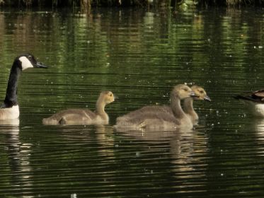 Drei Kanadagans-Gössel im Fischteich