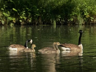 Drei Kanadagans-Gössel im Fischteich