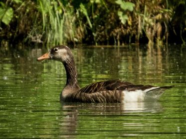 Gänsehybride im Fischteich