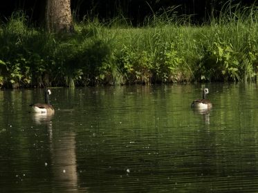 Kanadagans-Eltern blicken ihrem Gössel nach, das sich offenbar anderer Familie angeschlossen hat