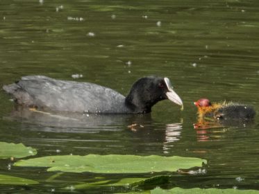 Blesshuhn-Küken erhält Nahrung zugetragen