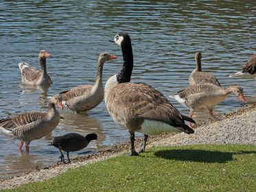 Gans allein am Stausee: Kanadagans BA013666