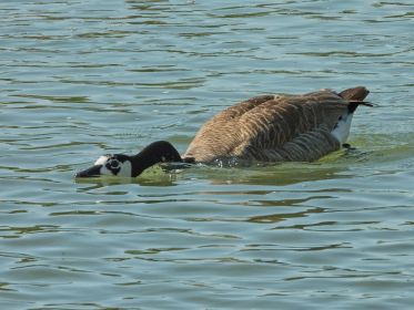 Kanadagans BA013666 scheucht Fressfeinde weg