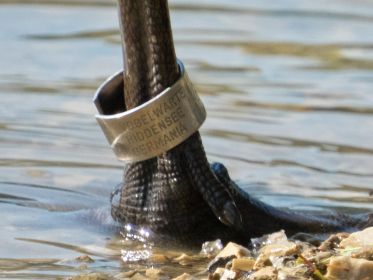 Ring der Kanadagans BA013666