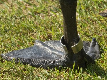 Ring der Kanadagans BA013666