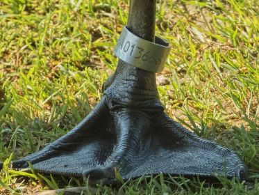 Ring der Kanadagans BA013666