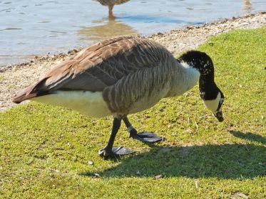 Kanadagans BA013666 klaubt Brotfetzen auf