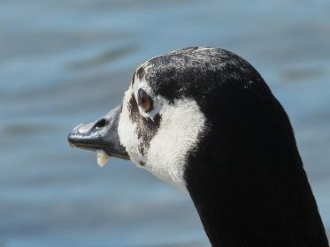 Kanadagans BA013666 im Porträt