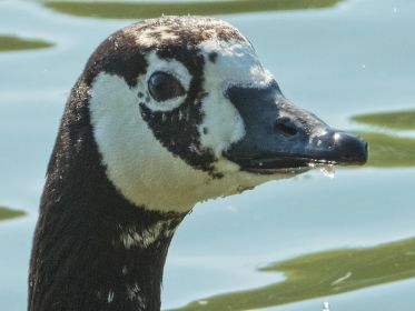 Kanadagans BA013666 im Porträt