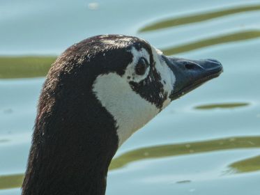 Kanadagans BA013666 im Porträt