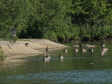 Graugänse im Uferbereich
