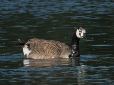 Kanadagans BA013666 im Wasser