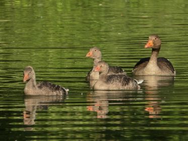 Drei junge Graugänse