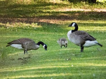 Eines von drei Kanadagans-Gösseln