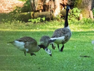 Eines von drei Kanadagans-Gösseln