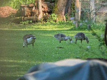 Zwei von drei Kanadagans-Gösseln im Fischteichgebiet
