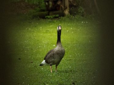 Wie so oft im Fischteichgebiet: Grau-Kanadagans-Mischling