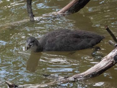 Schon rechts großes Blesshuhn-Junges