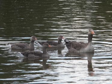 Drei junge Graugänse