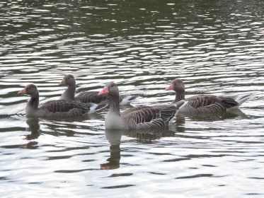 Drei junge Graugänse