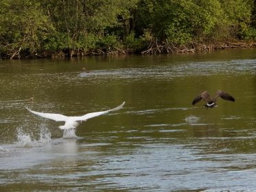 Schwanenvater stürzt sich zuallererst auf Kanadagans BA013666