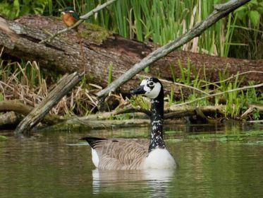 Oben Eisvogel, im Wasser Kanadagans BA013666