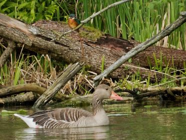 Oben Eisvogel, im Wasser Graugans