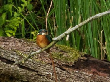 Eisvogel auf Ast rund 100 Meter neben der Eisvogelwand