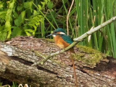 Eisvogel auf Ast rund 100 Meter neben der Eisvogelwand