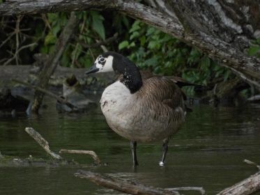 Kanadagans BA013666 sucht Deckung vor dem jagenden Schwan