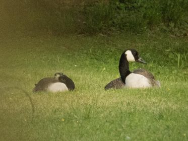 Kanadaganspaar im Fischteichgebiet. Das einzige noch verbliebene Gössel schloss sich offenbar anderer Familie an